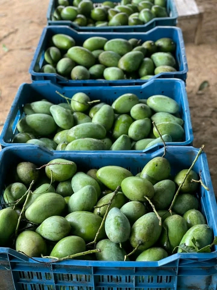 আম রুপালি 🥭 পাইকারি মূল্যে দিচ্ছি আমরা৷ 💥১০০% ফরমালিন মুক্ত,