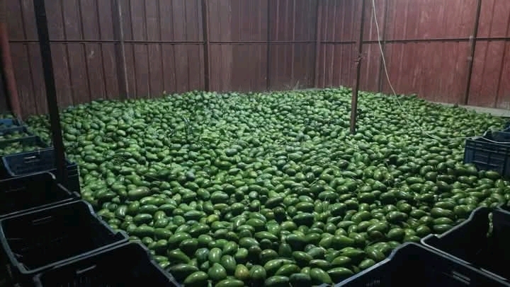 আম রুপালি 🥭 পাইকারি মূল্যে দিচ্ছি আমরা৷ 💥১০০% ফরমালিন মুক্ত,