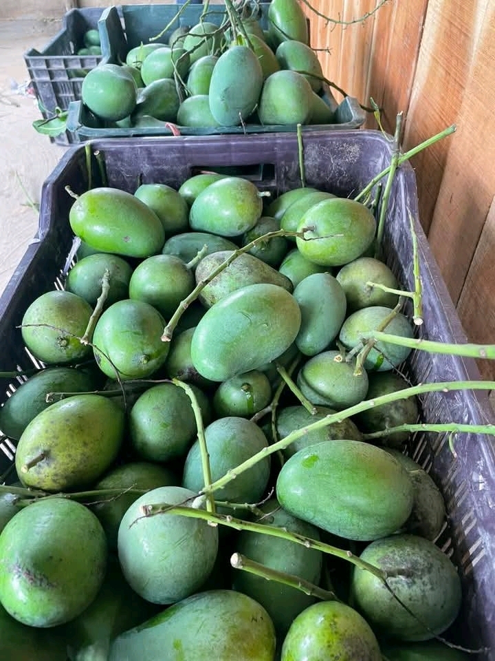 আম রুপালি 🥭 পাইকারি মূল্যে দিচ্ছি আমরা৷ 💥১০০% ফরমালিন মুক্ত,