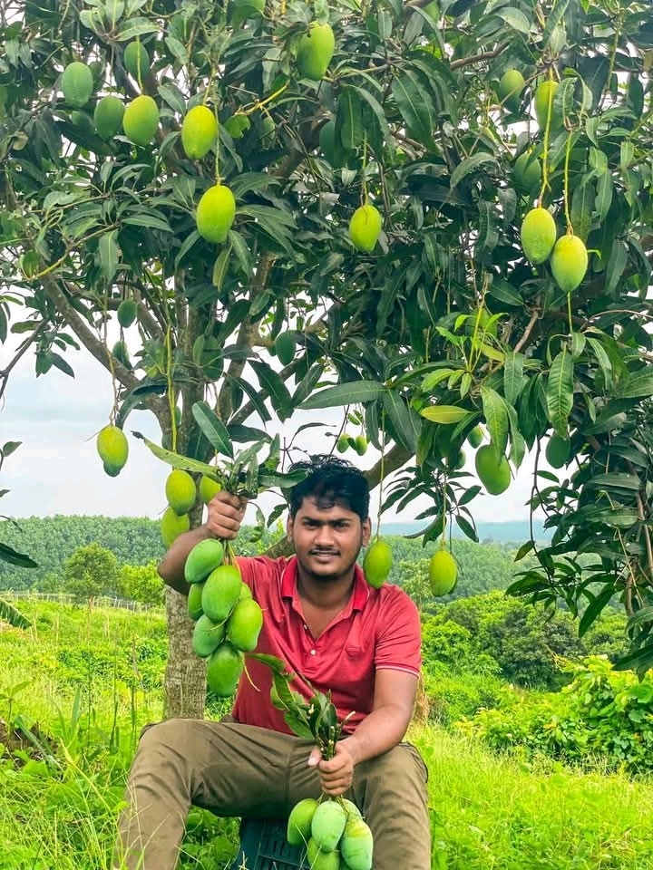 আম রুপালি 🥭 পাইকারি মূল্যে দিচ্ছি আমরা৷ 💥১০০% ফরমালিন মুক্ত,