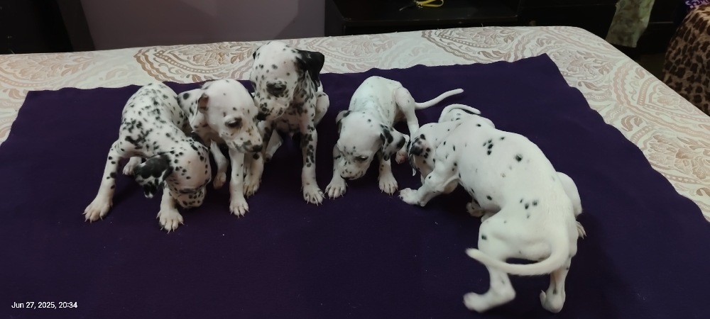 Dalmatians for sale 99IO296636