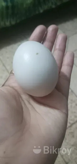 আমাদের কাছে পাবেন অরজিনাল চিনা হাসের বিজ ডিম নিতে চাইলে