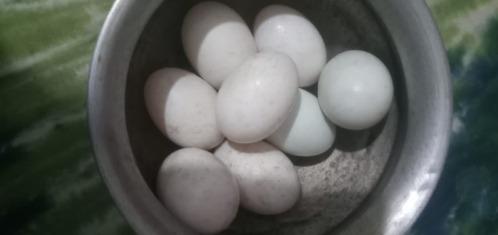 আমাদের কাছে পাবেন অরজিনাল চিনা হাসের বিজ ডিম নিতে চাইলে