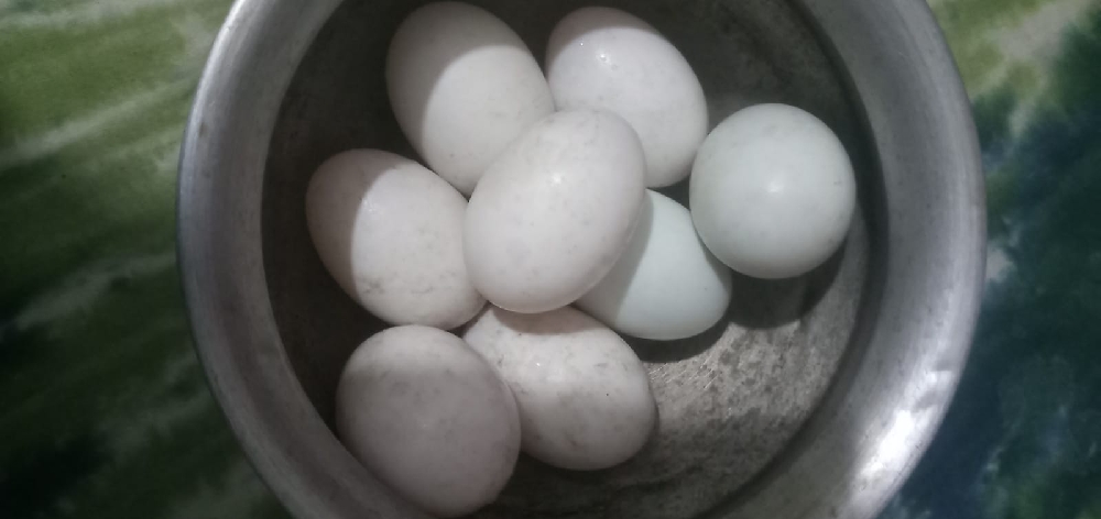 আমাদের কাছে পাবেন অরজিনাল চিনা হাসের বিজ ডিম নিতে চাইলে