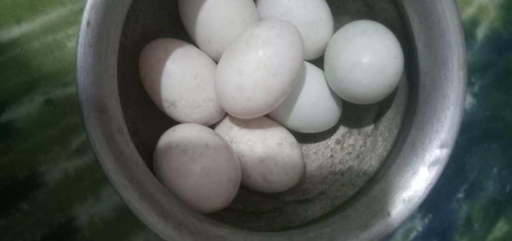 আমাদের কাছে পাবেন অরজিনাল চিনা হাসের বিজ ডিম নিতে চাইলে