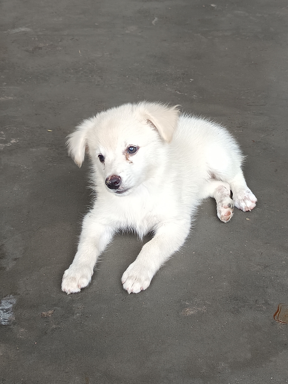 Pomeranian female pup top quality 6284400456