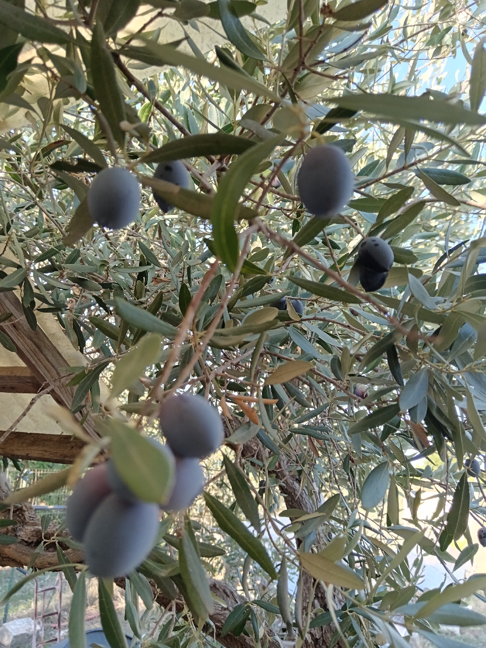 Olive nere
