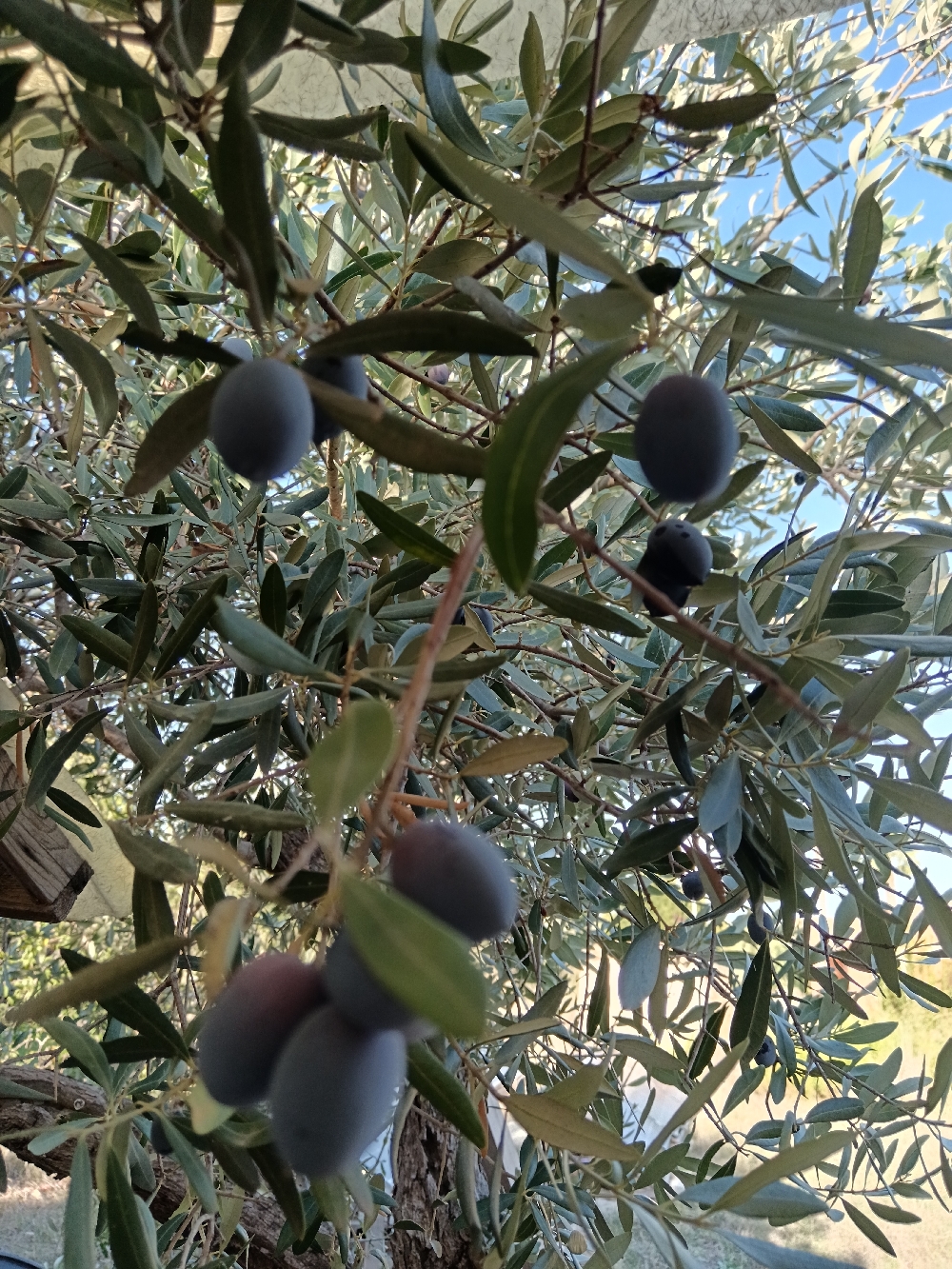 Olive nere