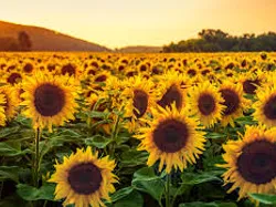 Vorschaubild für Gleitschirm Inserat