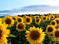 Vorschaubild für Gleitschirm Inserat