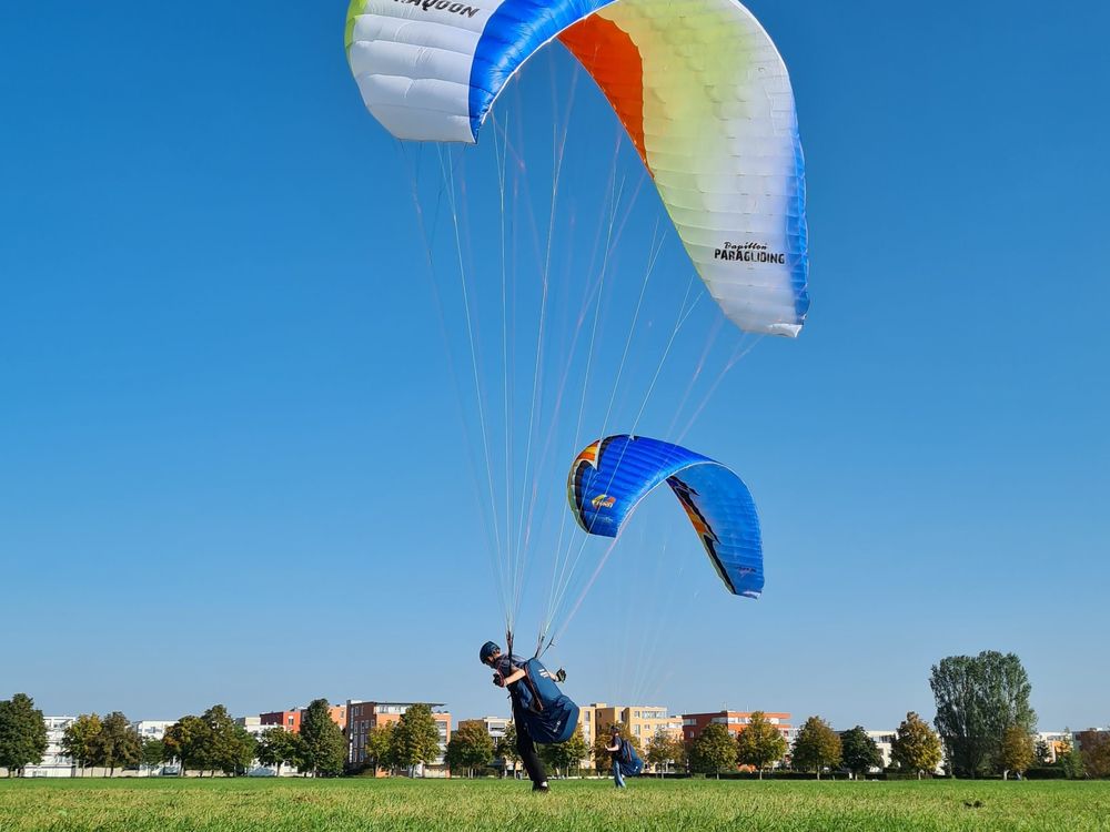 Papillon Raqoon