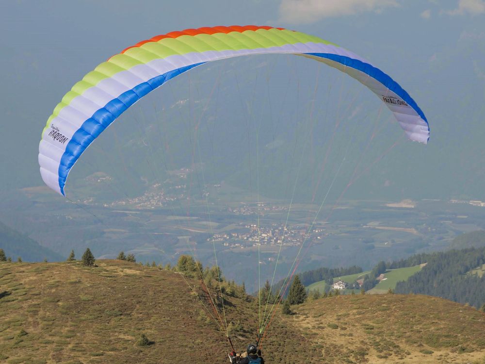 Papillon Raqoon