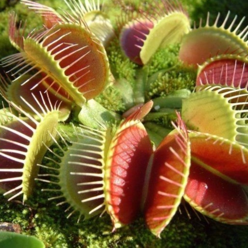 planta-carnivora-dionaea-muscipula-atrapamoscas-vivero-online-0