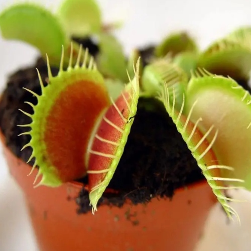 planta-carnivora-dionaea-muscipula-atrapamoscas-vivero-online-1