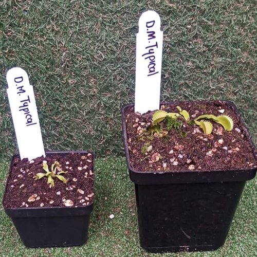 planta-carnivora-dionaea-muscipula-atrapamoscas-vivero-online-2