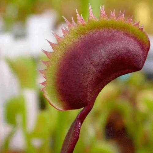 planta-carnivora-dionaea-muscipula-atrapamoscas-vivero-online-3