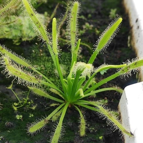planta-carnivoro-drosera-capensis-alba-vivero-online-0