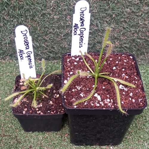 planta-carnivoro-drosera-capensis-alba-vivero-online-1
