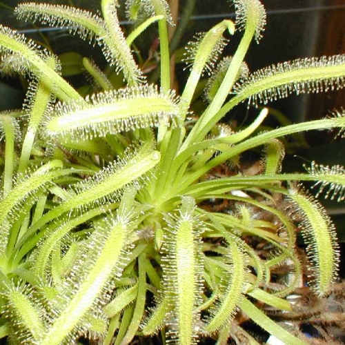 planta-carnivoro-drosera-capensis-alba-vivero-online-2
