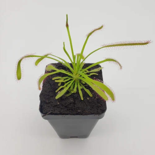 planta-carnivoro-drosera-capensis-alba-vivero-online-3