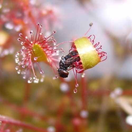 planta-carnivora-drosera-capensis-all-red-vivero-online-0