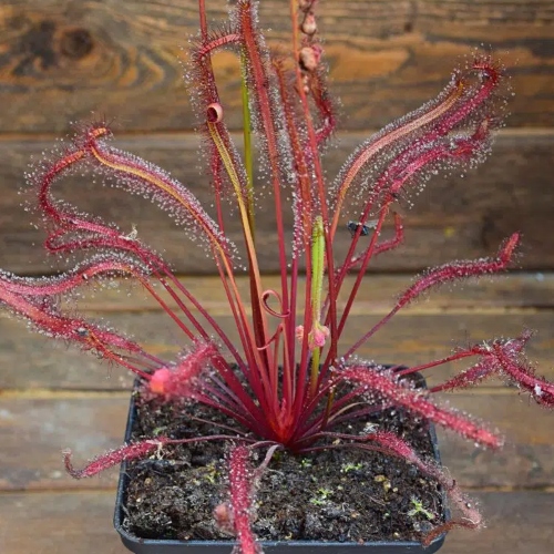 planta-carnivora-drosera-capensis-all-red-vivero-online-1