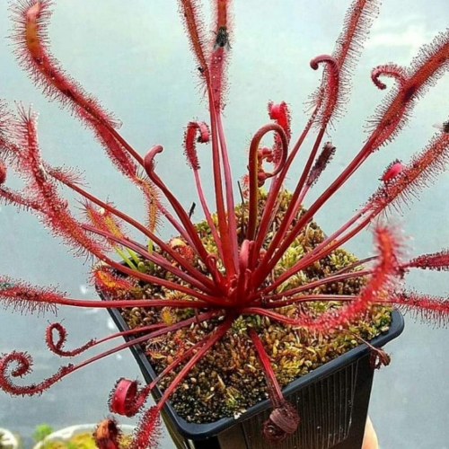 planta-carnivora-drosera-capensis-all-red-vivero-online-2