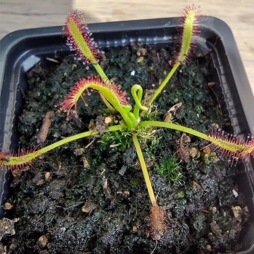 planta-carnivora-drosera-capensis-all-red-vivero-online-3