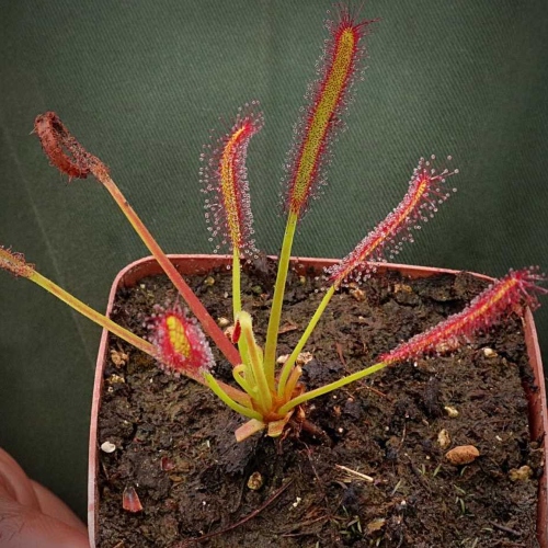 planta-carnivora-drosera-capensis-all-red-vivero-online-4