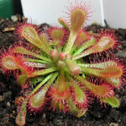 planta-carnivora-drosera-espatulata-vivero-online-0