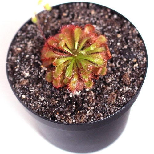 planta-carnivora-drosera-espatulata-vivero-online-1