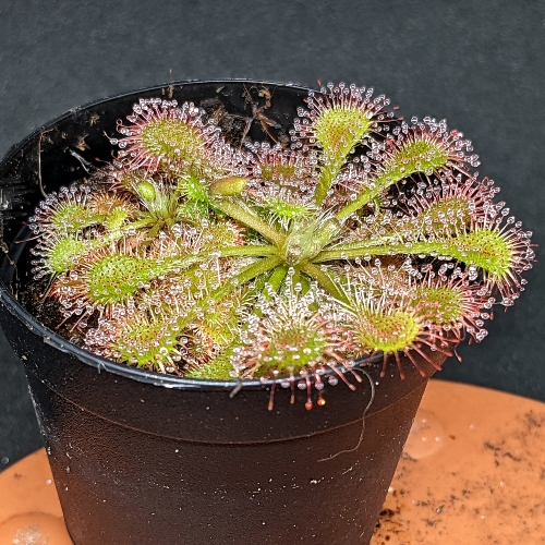 planta-carnivora-drosera-espatulata-vivero-online-2