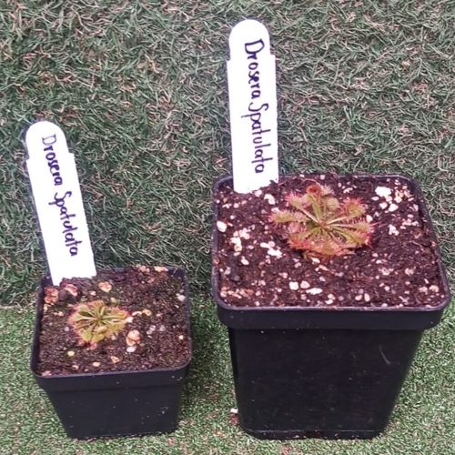 planta-carnivora-drosera-espatulata-vivero-online-3