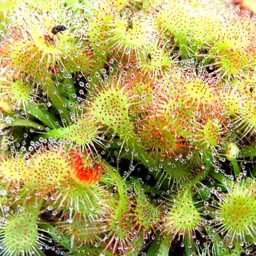 planta-carnivora-drosera-tokaiensis-vivero-online-0