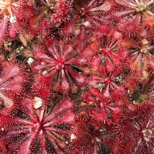 planta-carnivora-drosera-tokaiensis-vivero-online-1