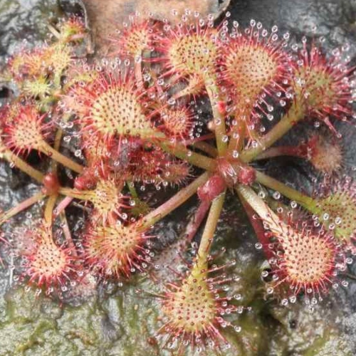 planta-carnivora-drosera-tokaiensis-vivero-online-2