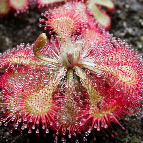planta-carnivora-drosera-tokaiensis-vivero-online-3