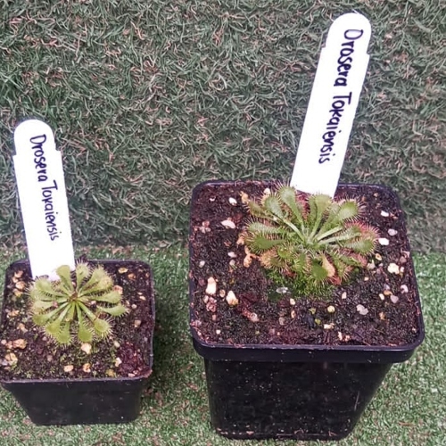 planta-carnivora-drosera-tokaiensis-vivero-online-4