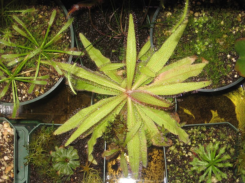 planta-carnivora-drosera-adelae-vivero-online-1