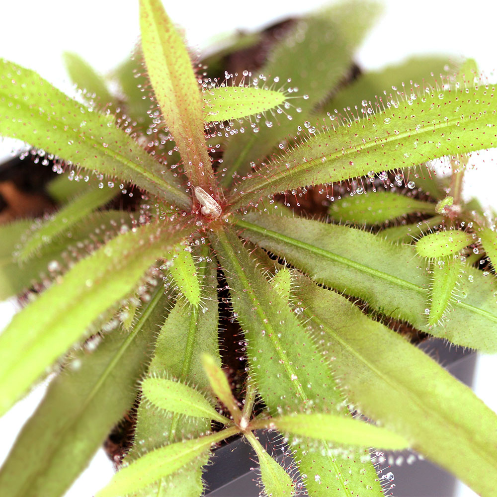 planta-carnivora-drosera-adelae-vivero-online-0