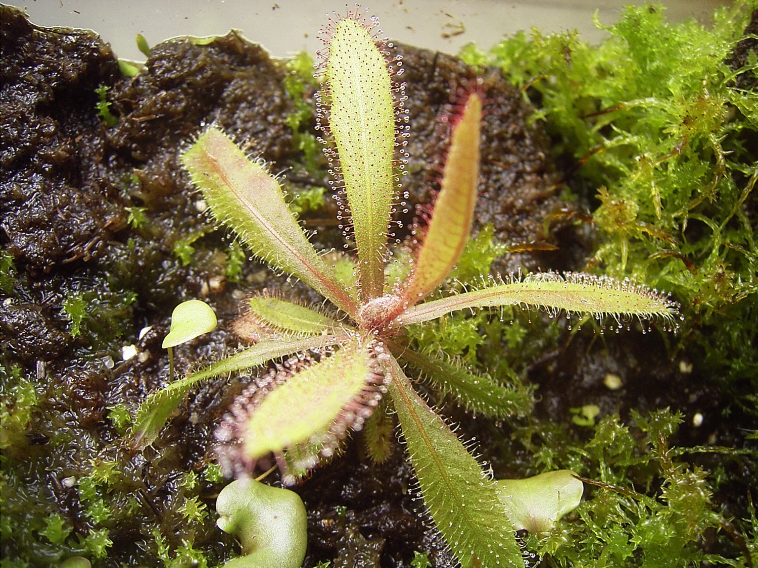 planta-carnivora-drosera-adelae-vivero-online-2