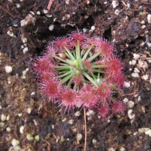 planta-carnivora-drosera-carbarub-vivero-online-1
