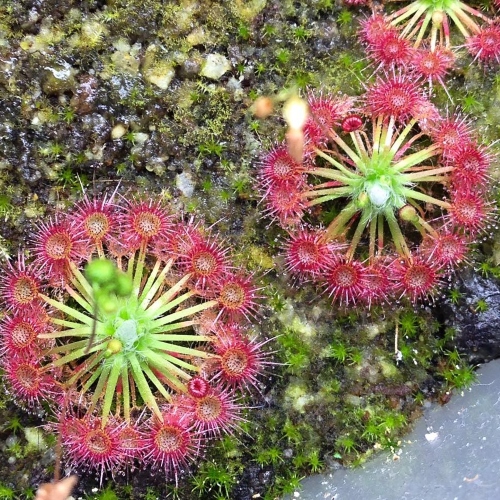planta-carnivora-drosera-carbarub-vivero-online-0