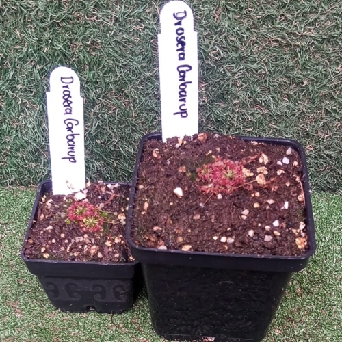 planta-carnivora-drosera-carbarub-vivero-online-2