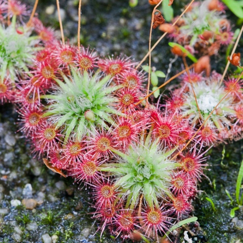 planta-carnivora-drosera-carbarub-vivero-online-3