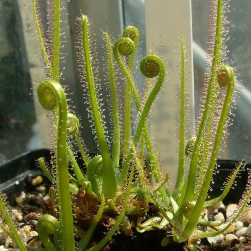 planta-carnivora-drosera-filiformis-vivero-online-0