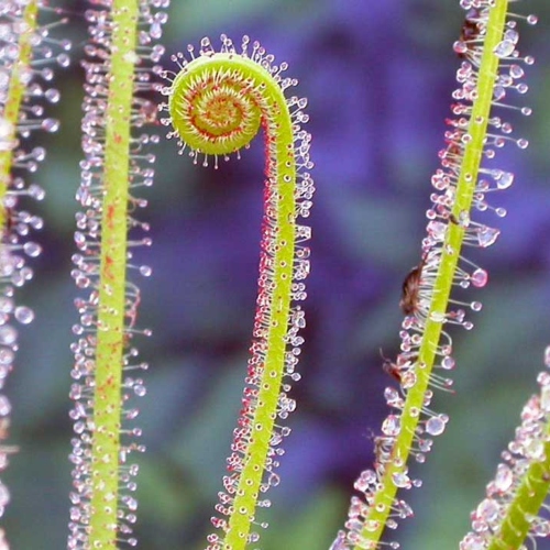 planta-carnivora-drosera-filiformis-vivero-online-1