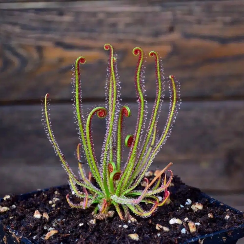 planta-carnivora-drosera-filiformis-vivero-online-2