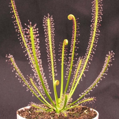 planta-carnivora-drosera-filiformis-vivero-online-3