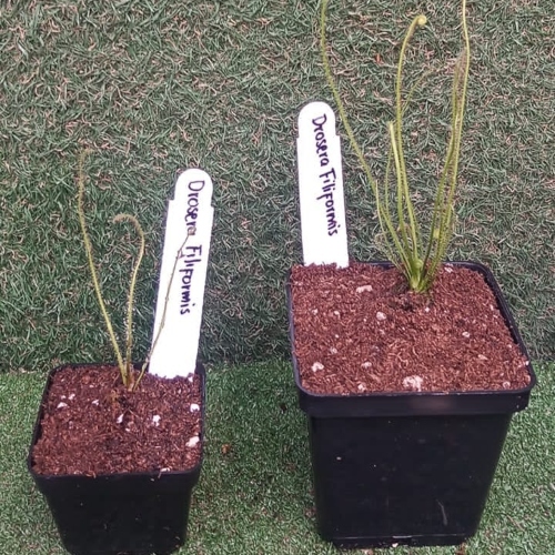 planta-carnivora-drosera-filiformis-vivero-online-4